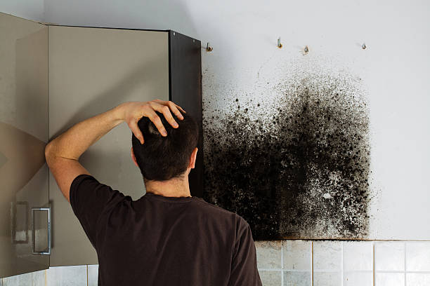 Professional Mold Remediation in Great Bend, KS